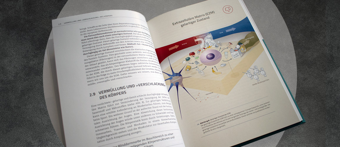 Illustration Extrazelluläre Matrix (EZM) 