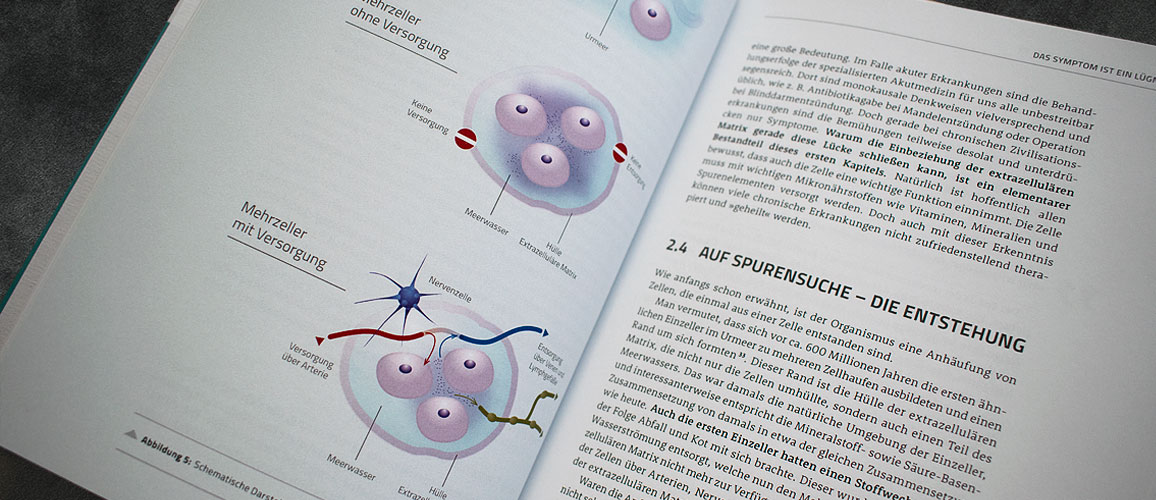 Illustration Mehrzeller 